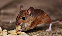 24 Hour & Emergency Exterminators in South Bend Brm, IN